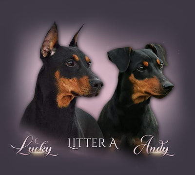 Litter A